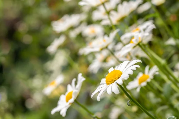 Weiße Helle Kamillenblüten Vor Dem Hintergrund Einer Sommerlichen Landschaft Wildblumen — Stockfoto