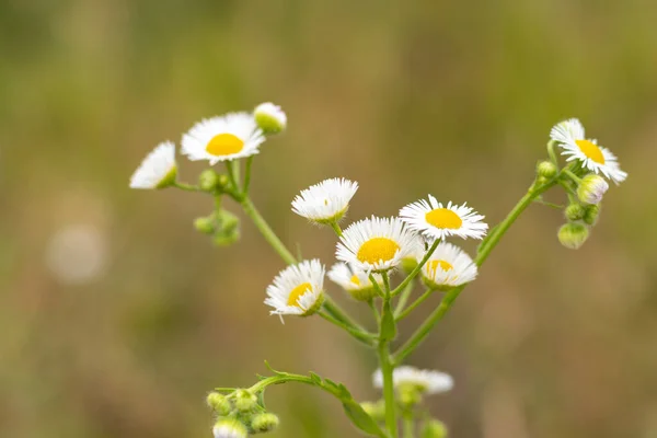 Small White Chamomile Flowers Blurred Background Place Inscription Wildlife Meadow — Stockfoto