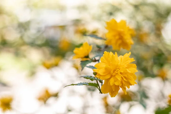 Gyönyörű Sárga Virágok Bokeh Háttér — Stock Fotó