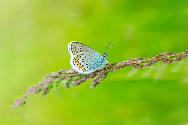 Μπλε Πεταλούδα Στο Πράσινο Γρασίδι Ωραίο Φόντο Για Καρτ Ποστάλ — Φωτογραφία Αρχείου