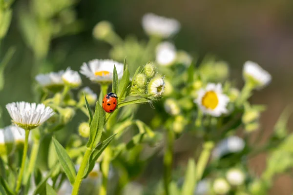 Beauty Nature Red Black Bug Chamomile Wildlife Meadow — Stock Photo, Image