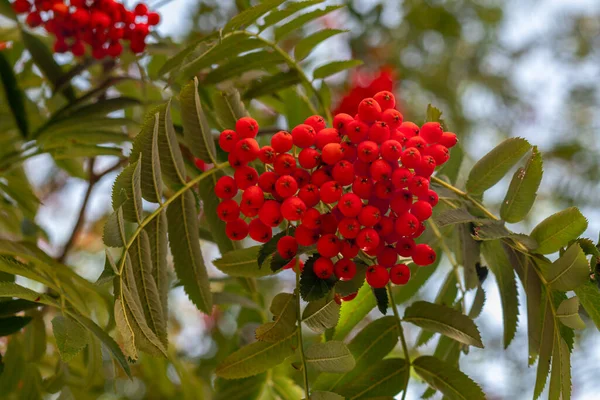 Red Rowan Berries Tree Branch Green Leaves Nature Sorbus Aucuparia — Stock Photo, Image