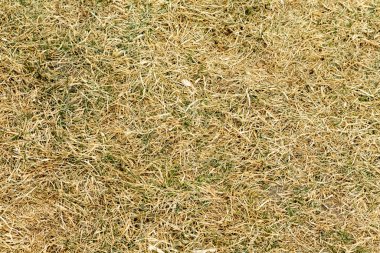 Dry grass texture background with green grass. Texture of dry grass