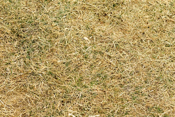 Dry grass texture background with green grass. Texture of dry grass