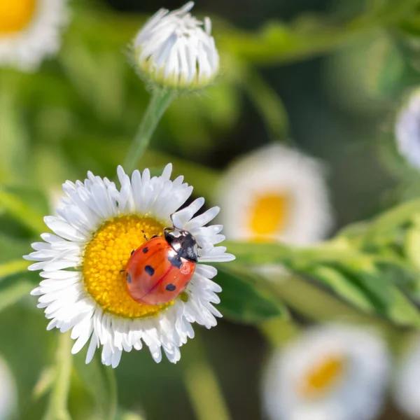 Krása Přírody Červenočerný Brouk Chamomile Divoká Zvěř Louce — Stock fotografie