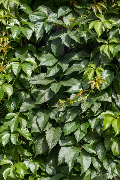 Parede Folhas Verdes Uvas Selvagens — Fotografia de Stock