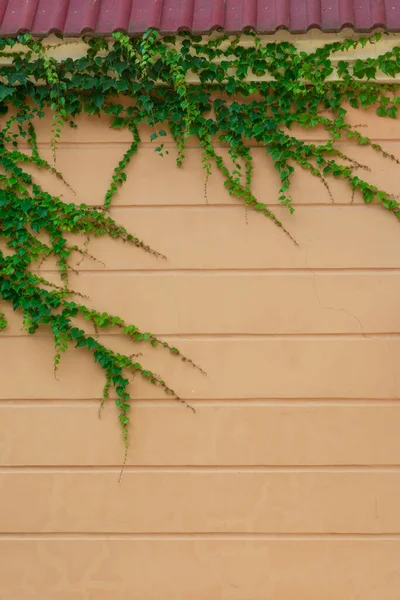 Green Leaves Wild Grapes Stretches Orange Wall Building Place Inscription — Fotografia de Stock