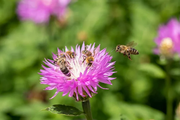 A bee flies towards a purple and white cornflower flower with three bees. Bees collect nectar. Collection of pollen. Selective focus