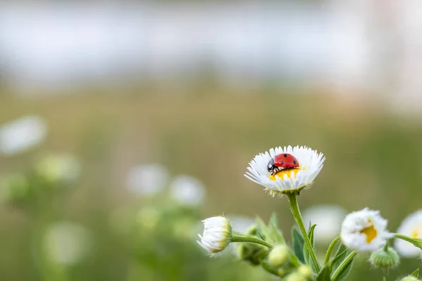 Ladybug White Chamomile Blurred Background Place Inscription Wildlife Meadow Copy — Stockfoto