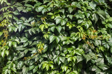 Yeşil üzüm yapraklarından oluşan bir duvar.