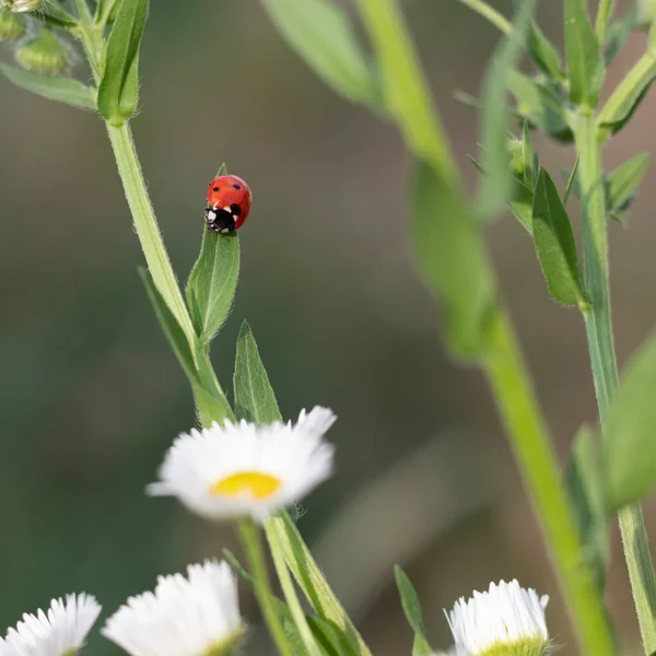 Red Black Ladybug Green Stalk Chamomile Blurred Background — Fotografia de Stock