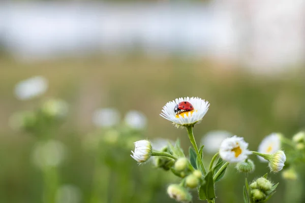 Schönheit Der Natur Rot Schwarzer Käfer Auf Kamille Wildtiere Auf — Stockfoto