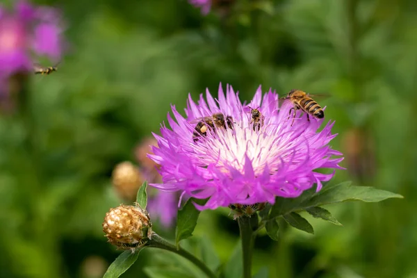 A bee flies towards a purple and white cornflower flower with three bees. Bees collect nectar. Collection of pollen. Selective focus