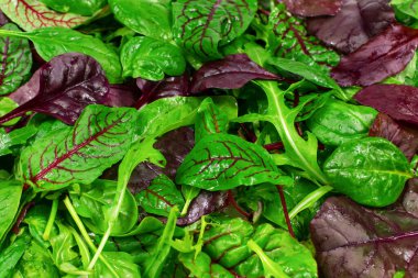 Fresh salad with arugula, purple lettuce, spinach.