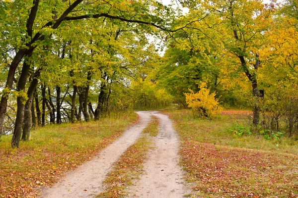 Camino Campo Bosque Otoño Hojas Amarillas Los Árboles Suelo —  Fotos de Stock