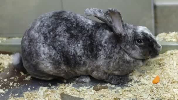 Ein Grau Marmoriertes Kaninchen Knabbert Einer Karotte Zierkaninchen — Stockvideo