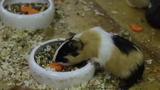 Разноцветная Морская Свинка Ест Морковь Зерно — стоковое видео