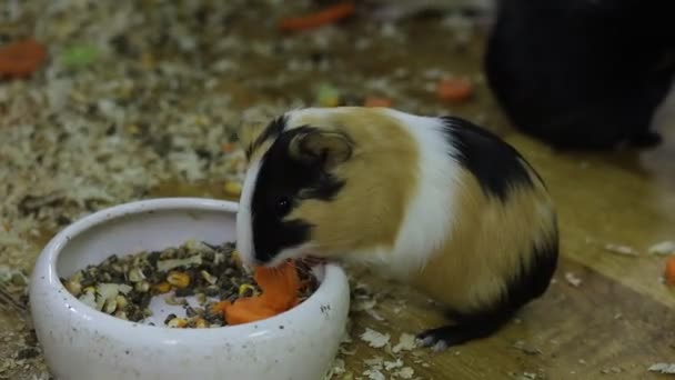 Πολύχρωμο Ινδικό Χοιρίδιο Τρώει Ένα Καρότο — Αρχείο Βίντεο