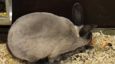 Gri bir tavşan havucu kemiriyor. Dekoratif tavşan