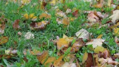 Sonbahar yapraklarının üzerine yeşil çimlerde yağmur yağar