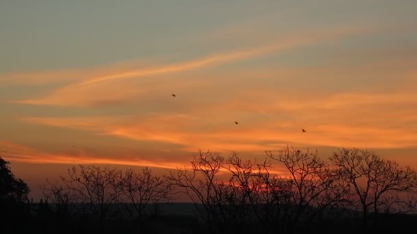 Μεγάλος Κόκκινος Ήλιος Ξημέρωμα Πρωινή Ιδέα Πουλιά Πετούν Στο Φόντο — Αρχείο Βίντεο