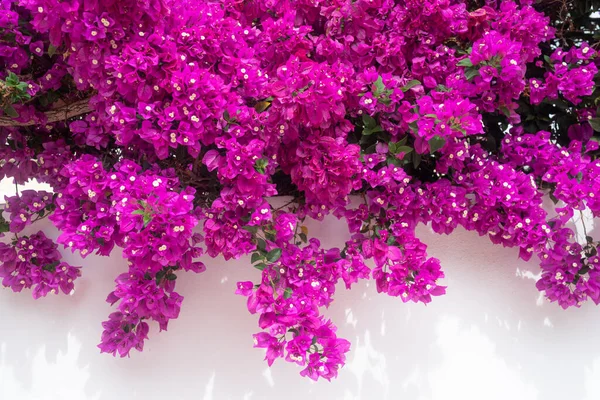 Bougainvillea Flores Fundo Branco Flores Rosa Abundantes Uma Parede Flora — Fotografia de Stock