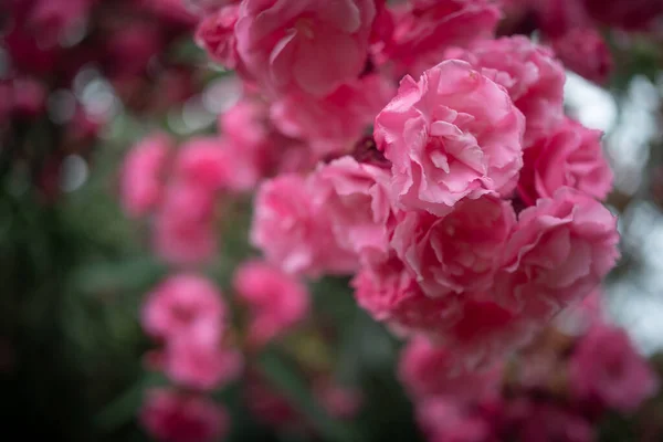 Pink Flower Background Mostly Blurred Brunches Nerium Oleander Korobi Flowers — Fotografia de Stock