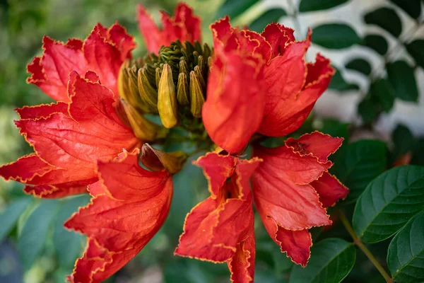 African tulip tree flower. Orange petals closeup on the green leaves background. Lush blossom with yellow outline. Tropical flower