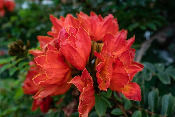 African tulip tree flower. Orange petals closeup on the green leaves background. Lush blossom with yellow outline. Tropical flower