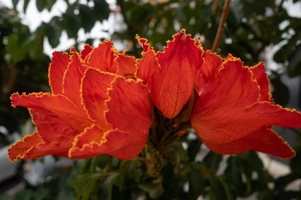 African tulip tree flower. Orange petals closeup among green leaves. Lush blossom with yellow outline. Tropical flower