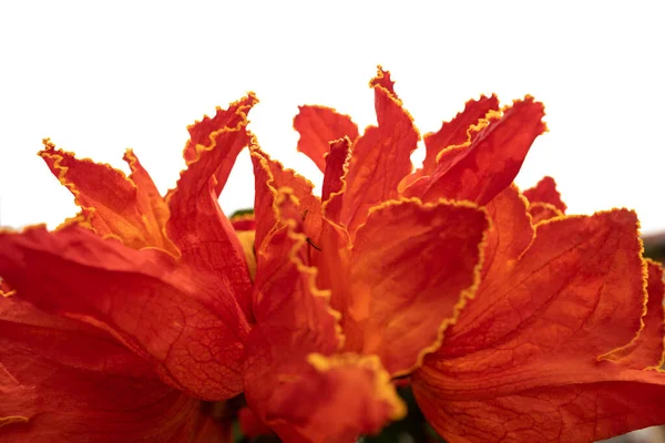 African tulip tree flower. Orange petals closeup on white background with blurred areas. Lush blossom with yellow outline. Tropical flower