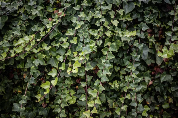 Canary Ivy Zostawia Tło Długie Gałęzie Obfitymi Zielonymi Liśćmi Zdjęcie — Zdjęcie stockowe