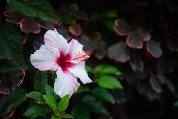 히비스커스 꽃봉오리를 사론의 시리아 히비스커스 시리아 미아는 흰색의 분홍색 배경에 — 스톡 사진