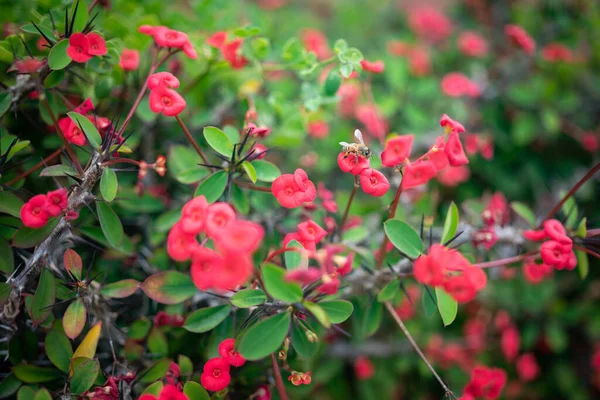 Głównie Niewyraźne Czerwone Tło Kwiatu Korony Cierni Lub Rośliny Chrystusa — Zdjęcie stockowe