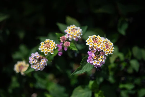 Meist Verschwommene Lantana Aculeata Weiße Gelbbraune Und Rosa Blüten Auf — Stockfoto