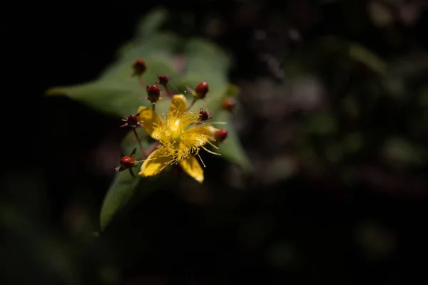 通常模糊的特写瘦小的圣约翰黄色的花和红色的浆果在黑暗的叶子背景 可能是加那利岛的圣约翰斯 沃特岛或超级加里森加里宁岛 — 图库照片