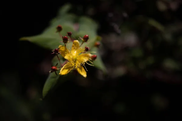 Gros Plan Flou Fleur Jaune Millepertuis Élancée Baies Rouges Sur — Photo