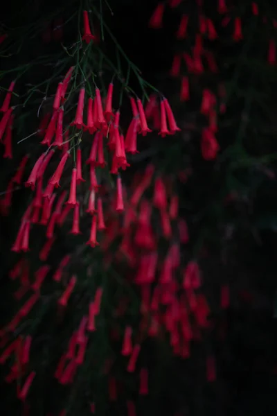 火焰喷射器的深色模糊照片在黑色的背面种上红花 具有戏剧性的优雅的植物照片的喷泉灌木在晚上 红豆杉或珊瑚属植物 珊瑚泉在夜间 — 图库照片