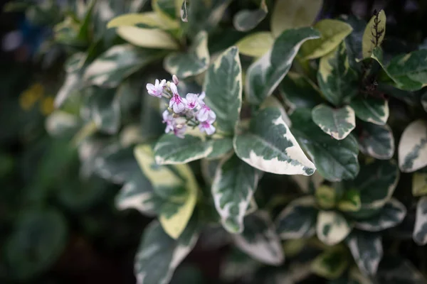 Blurred purple white flowers of purple false eranthemum with variegated white and green leaves background. Pseuderanthemum carruthersii in bloom. Jacobs-coat or carruthers falseface closeup