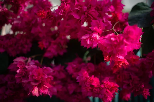 Fundo Bougainvillea Fúcsia Rosa Mahara Variedade Mágica Com Flores Fofas — Fotografia de Stock