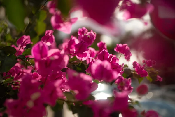 Principalmente Borrado Iluminado Pelo Sol Por Trás Flores Bougainvillea Rosa — Fotografia de Stock