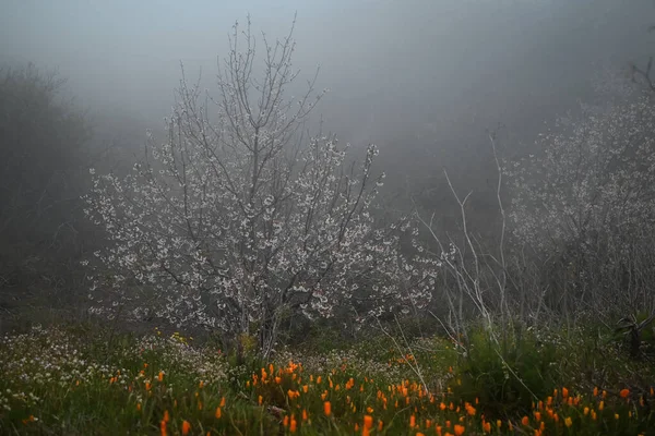 Uma Paisagem Nebulosa Campo Papoula Californiano Desfocado Uma Cerejeira Selvagem — Fotografia de Stock