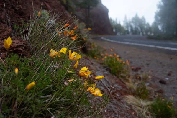 Kaliforniya Gelinciği Sarı Çiçekleri Sisli Bir Günde Yol Kenarında Kaliforniya — Stok fotoğraf