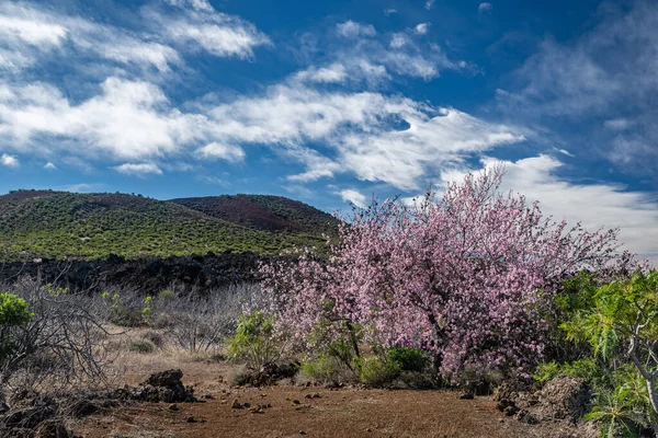 Mavi Gökyüzünde Badem Ağacı Çiçek Açar Önünde Kahverengi Toprak Yeşil — Stok fotoğraf