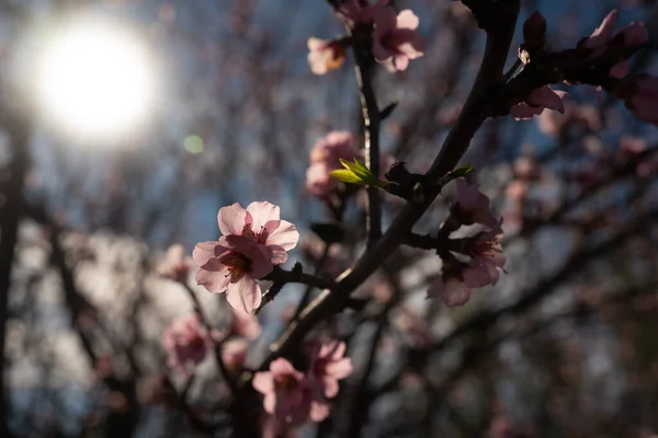 Almond flowers against blue sky background. Almond blossom