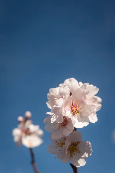 Almond flowers against blue sky background. Almond blossom
