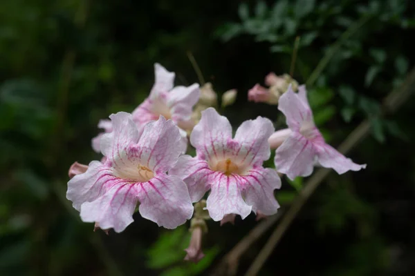 シェバの女王のピンク色の脈やピンク色のトランペットのつるを持つ白い花の閉鎖 ポドラネアリカソリアナタンファニスプラハの花 ジンバブエ 花の咲く緑の葉の背景 — ストック写真