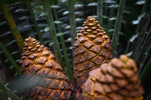 Többnyire Elmosódott Zululand Cycad Gyümölcsök Közelkép Keményítővel Töltött Sárga Kúpok — Stock Fotó