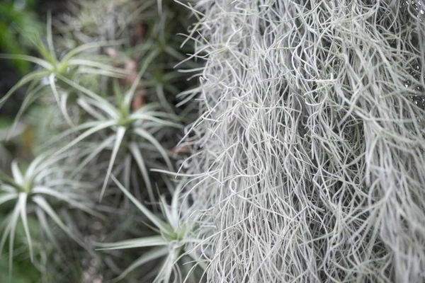 Γέροι Γενειάδα Closeup Και Θολή Εξάπλωση Των Φυτών Του Αέρα — Φωτογραφία Αρχείου