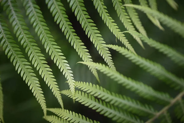 Suddig Ormbunke Lämnar Bakgrunden Grön Natur Tapet Närbild Fern — Stockfoto